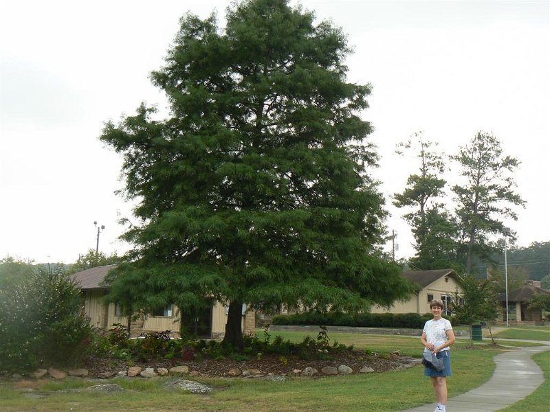 155-Jan under neat tree.JPG